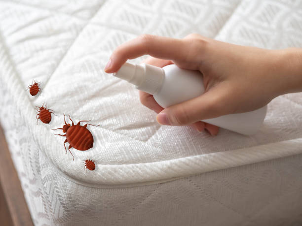Best Wasp Removal Services  in Tn Lakes, WI
