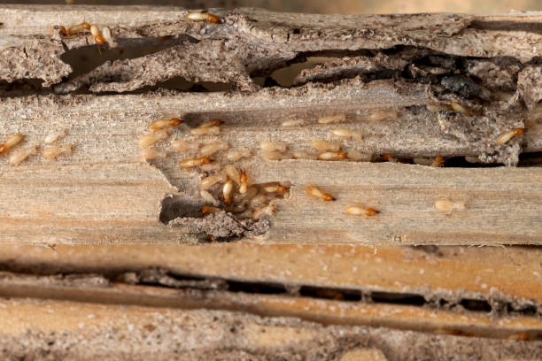 Best Bed Bug Extermination  in Tn Lakes, WI